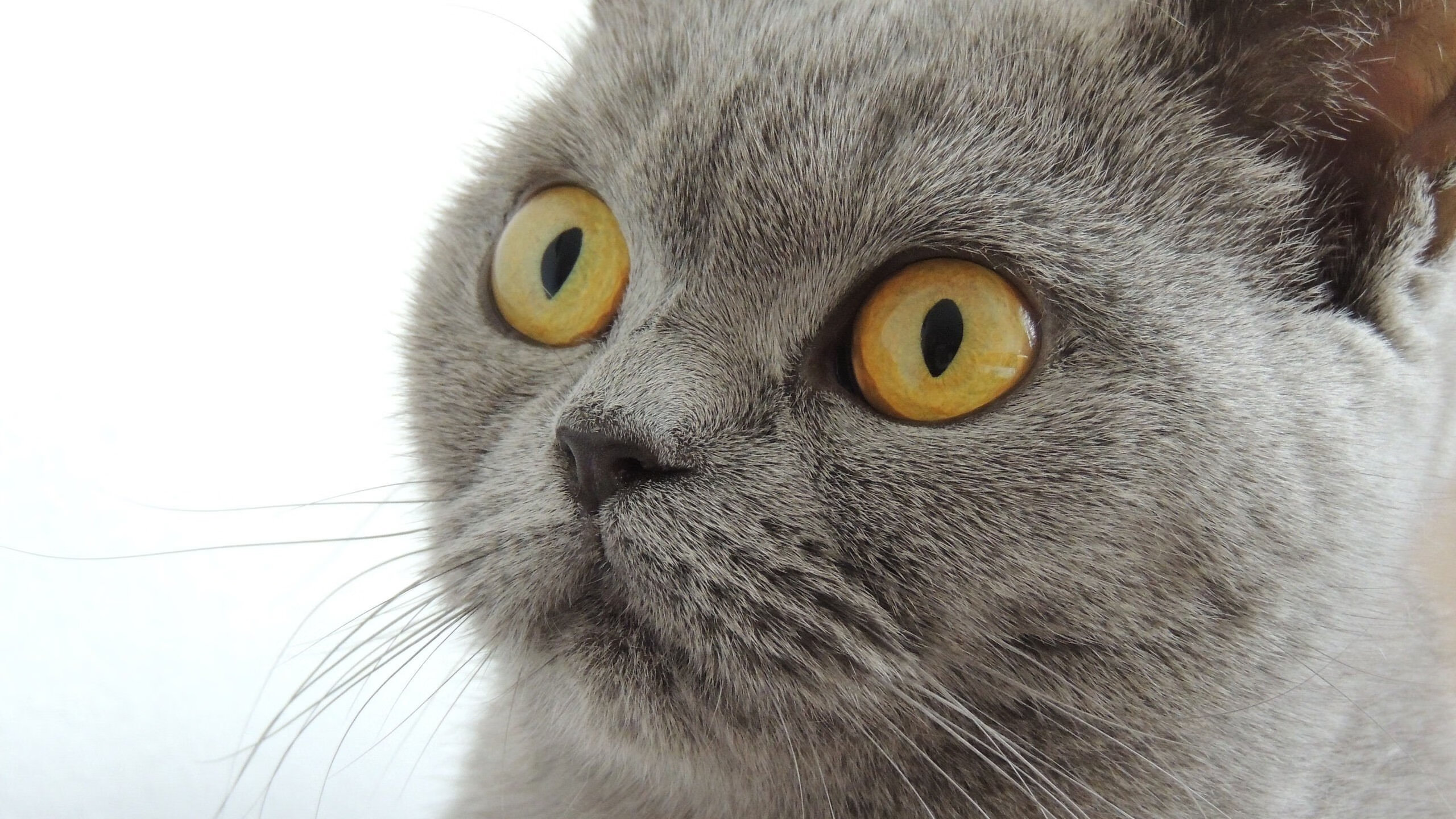 开云体育平台APP-绝境重生！面对篮网高压防守，切特·霍姆格伦神兵天降导演逆转好戏