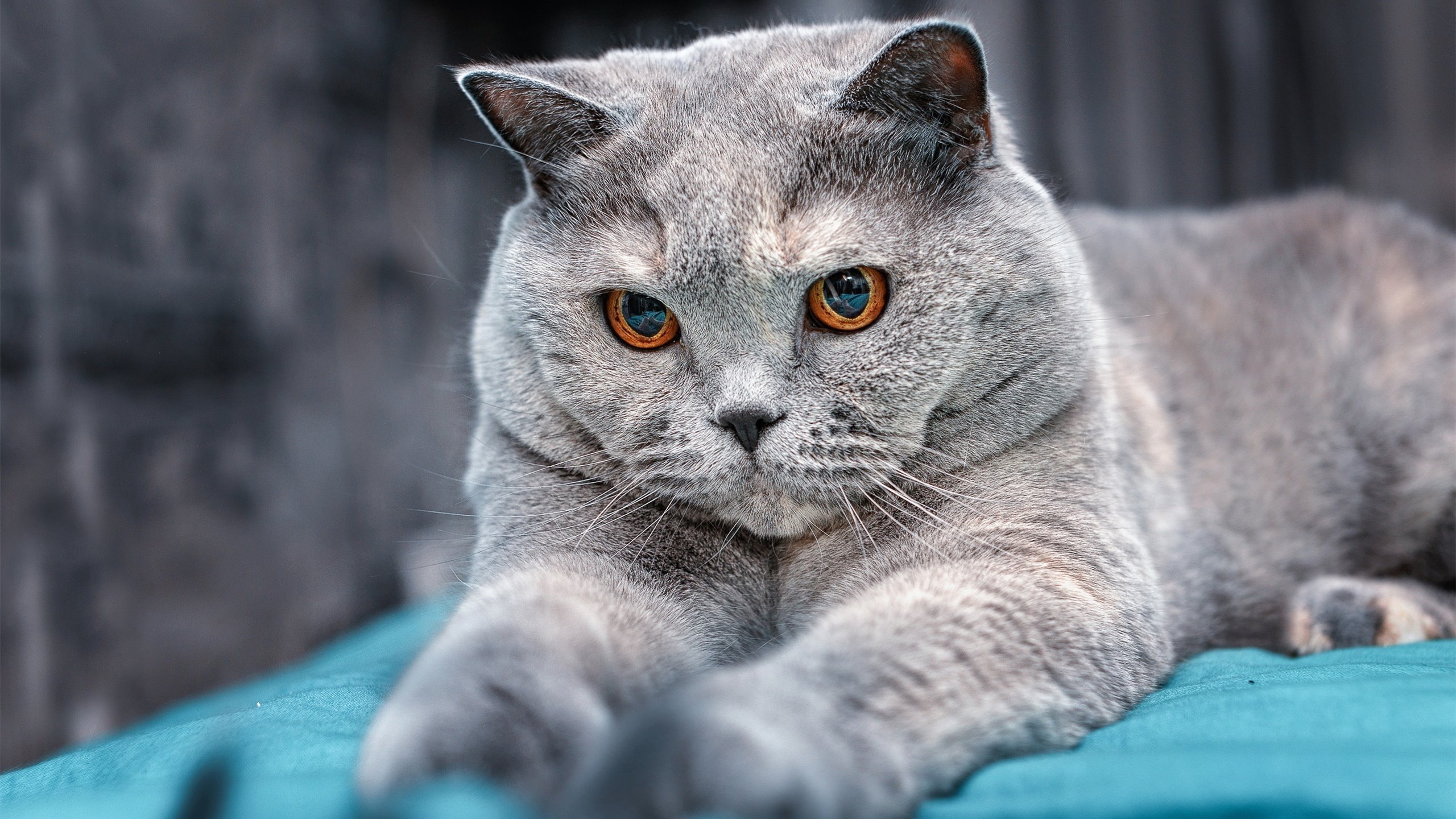 开云体育-神迹，范弗利特末节18分接管比赛，马刺淘汰火箭