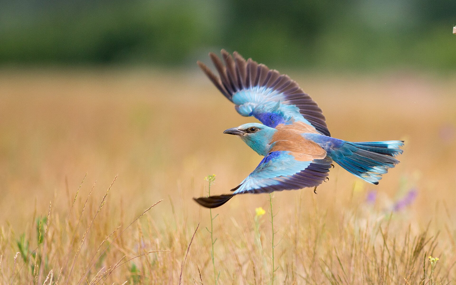 开云下载-活塞速胜开拓者，霍勒迪上演F1式赛场接管，揭幕战狂飙决胜