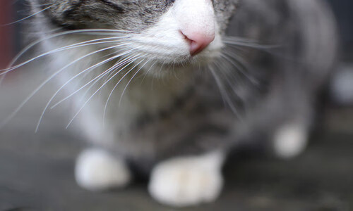 开云体育APP下载-太阳终结老鹰，哈登关键先生闪耀全场