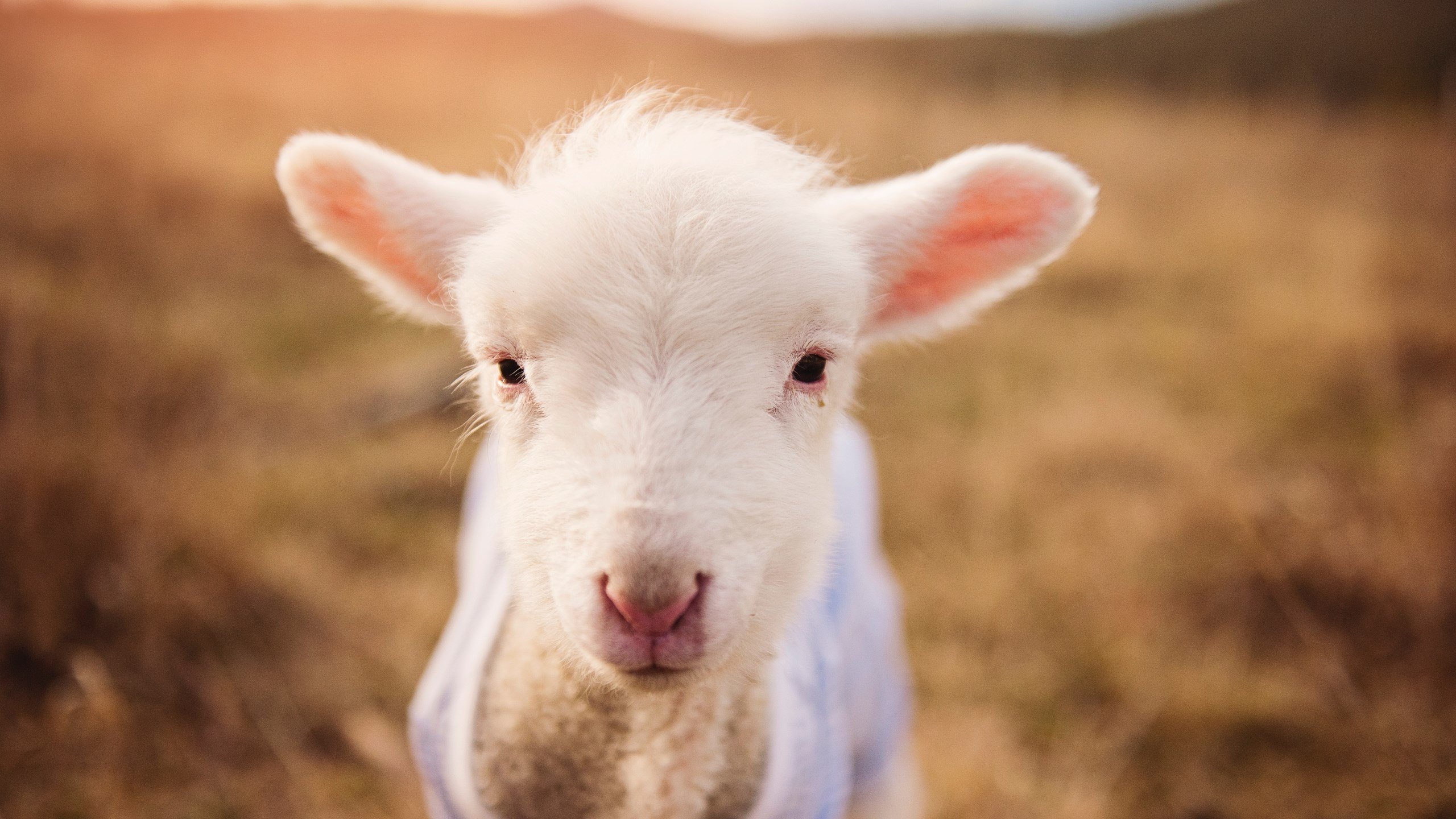 开云体育中国-拉文爆发砍下42分，湖人争冠战险胜广厦队展露冠军相