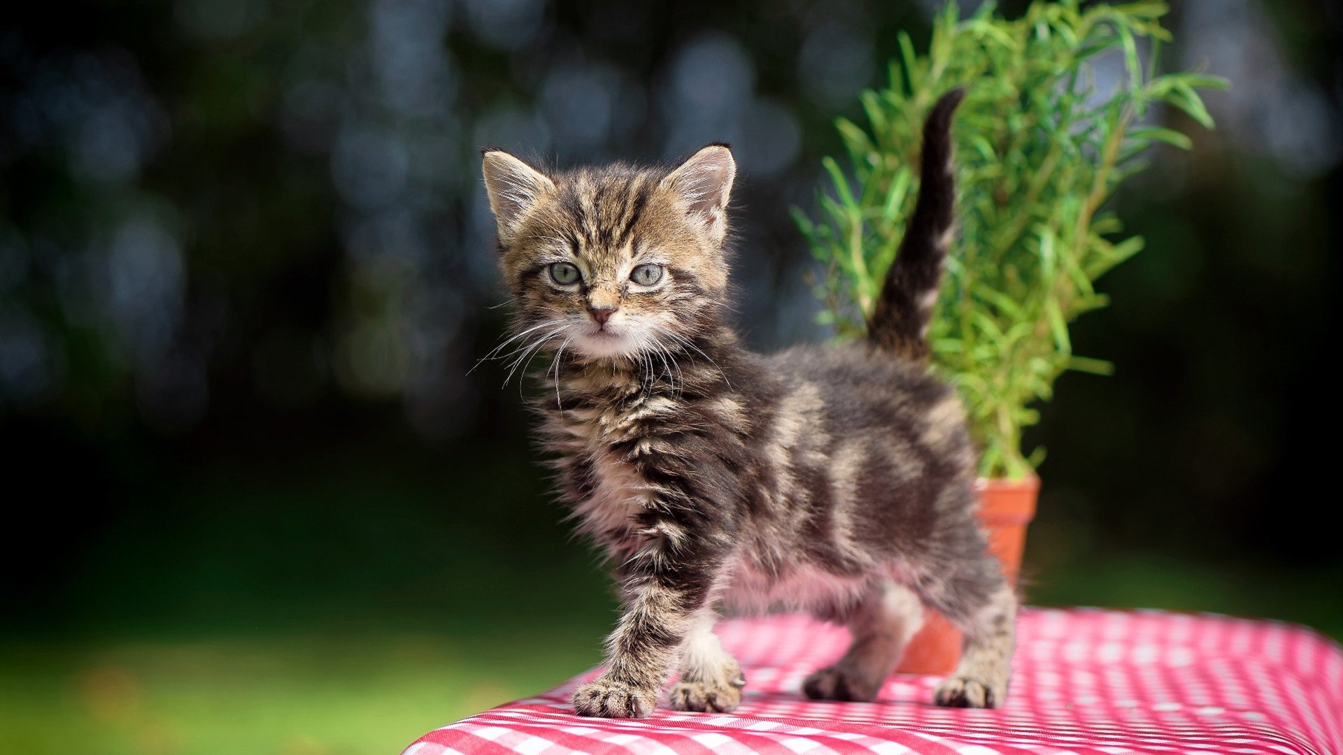 北欧巨兽与桑巴风暴，当哈兰德撕裂纪录，巴西碾过韩国
