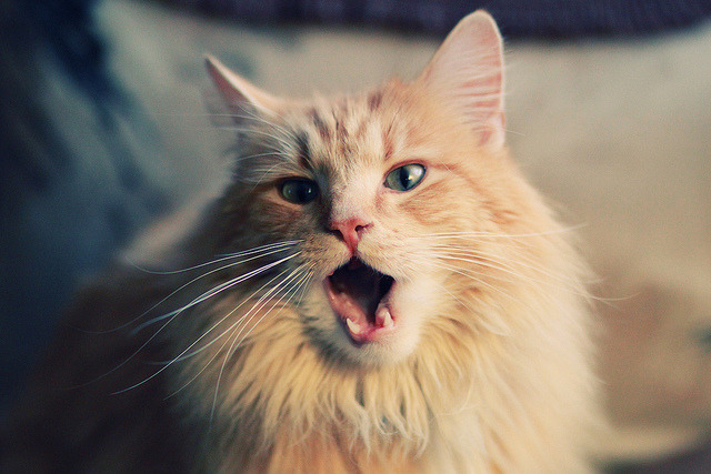 闪耀全场!马丁内利攻防转换核心,日本惊险逼平安哥拉