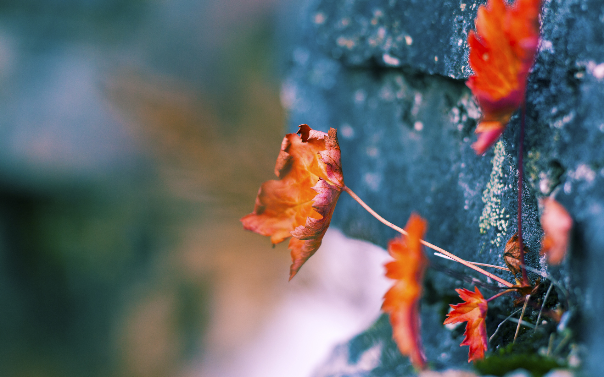 塔图姆化身关键先生，广东队强势冲垮深圳队