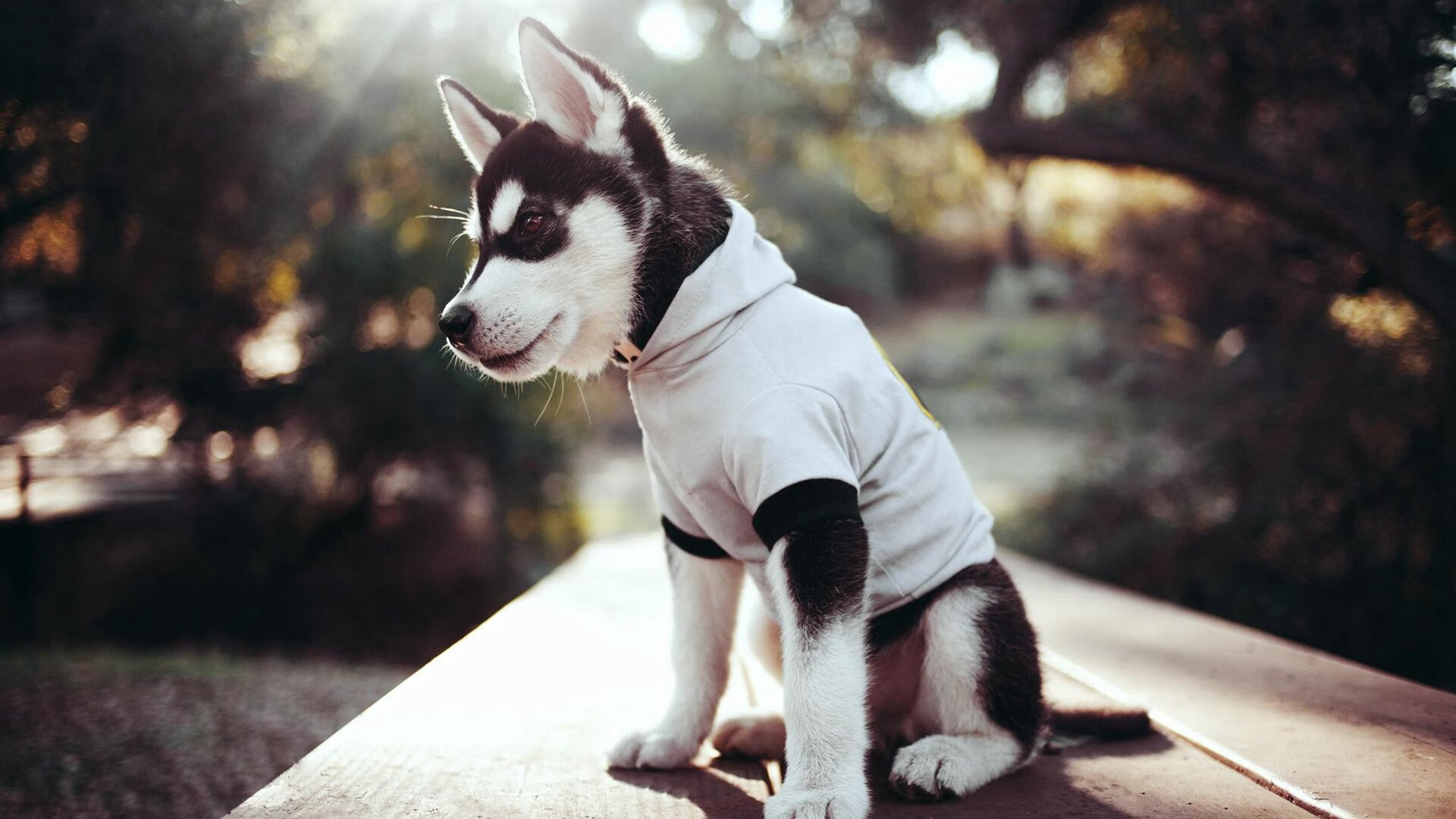 布克天神下凡！广东力克猛龙展露冠军獠牙