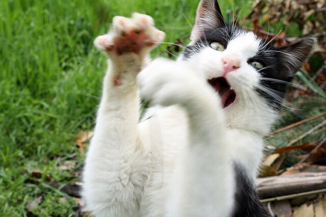 德罗赞与尼克斯，掌控比赛的两种截然相反的道