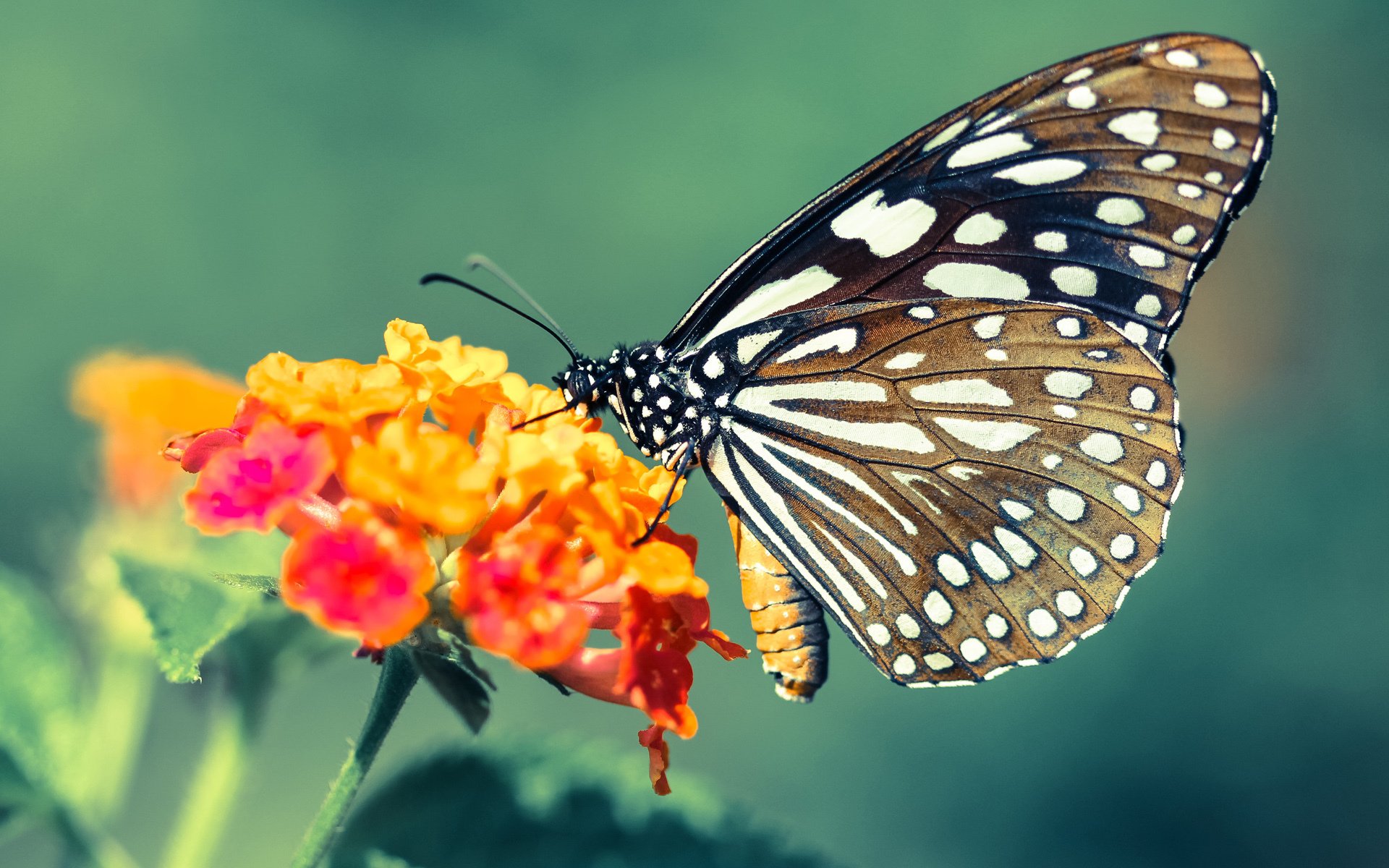 北欧童话征服永恒之城,奥亚尔萨瓦尔于美加墨世界杯接管比赛,丹麦强势拿下罗马