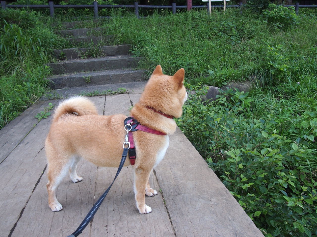 开云体育入口-年度焦点之战，雄鹿击溃勇士，篮球世界的震撼之夜