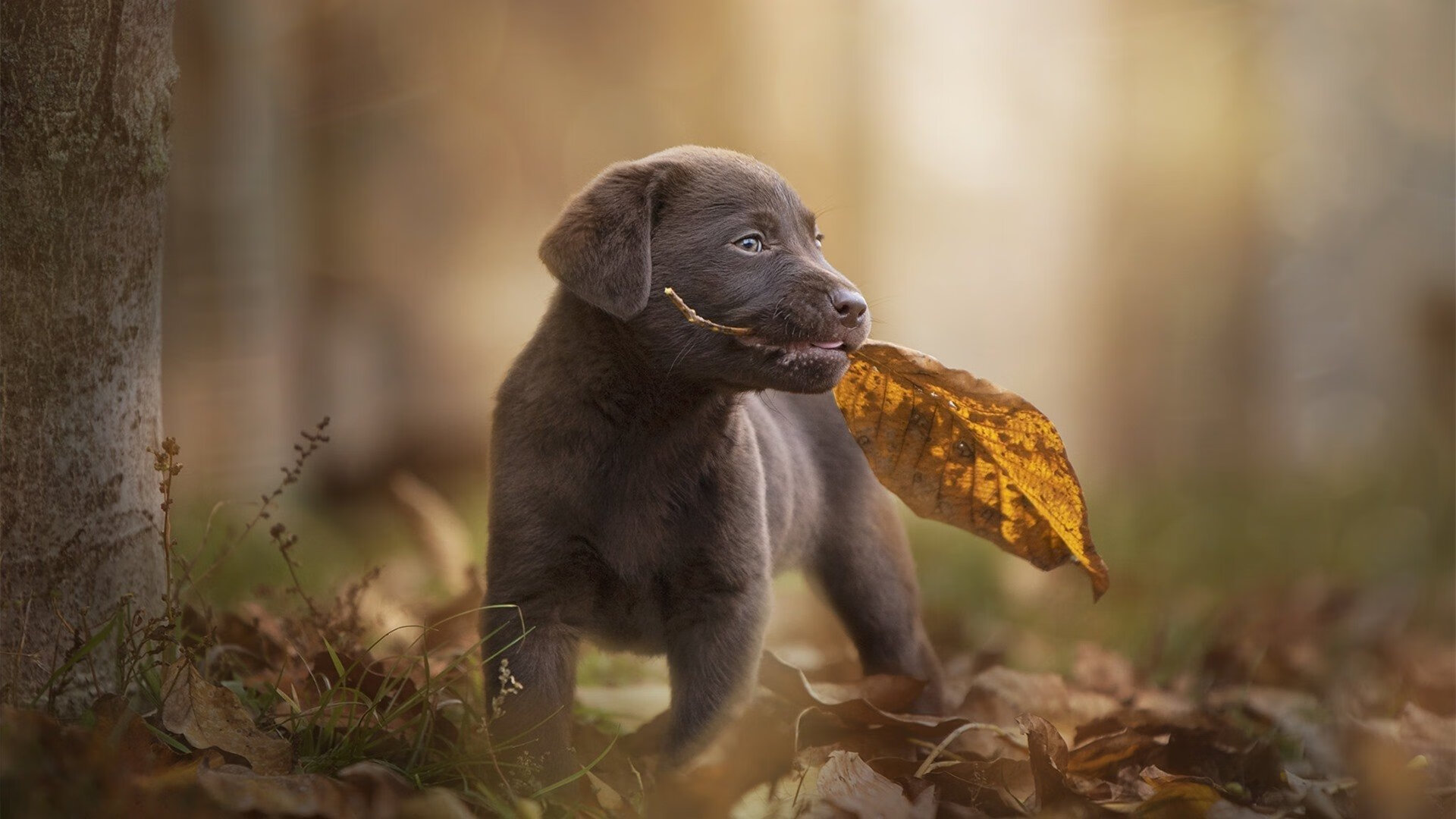 开云平台-欧冠半决赛之夜的篮球化身，杜兰特扛起全队
