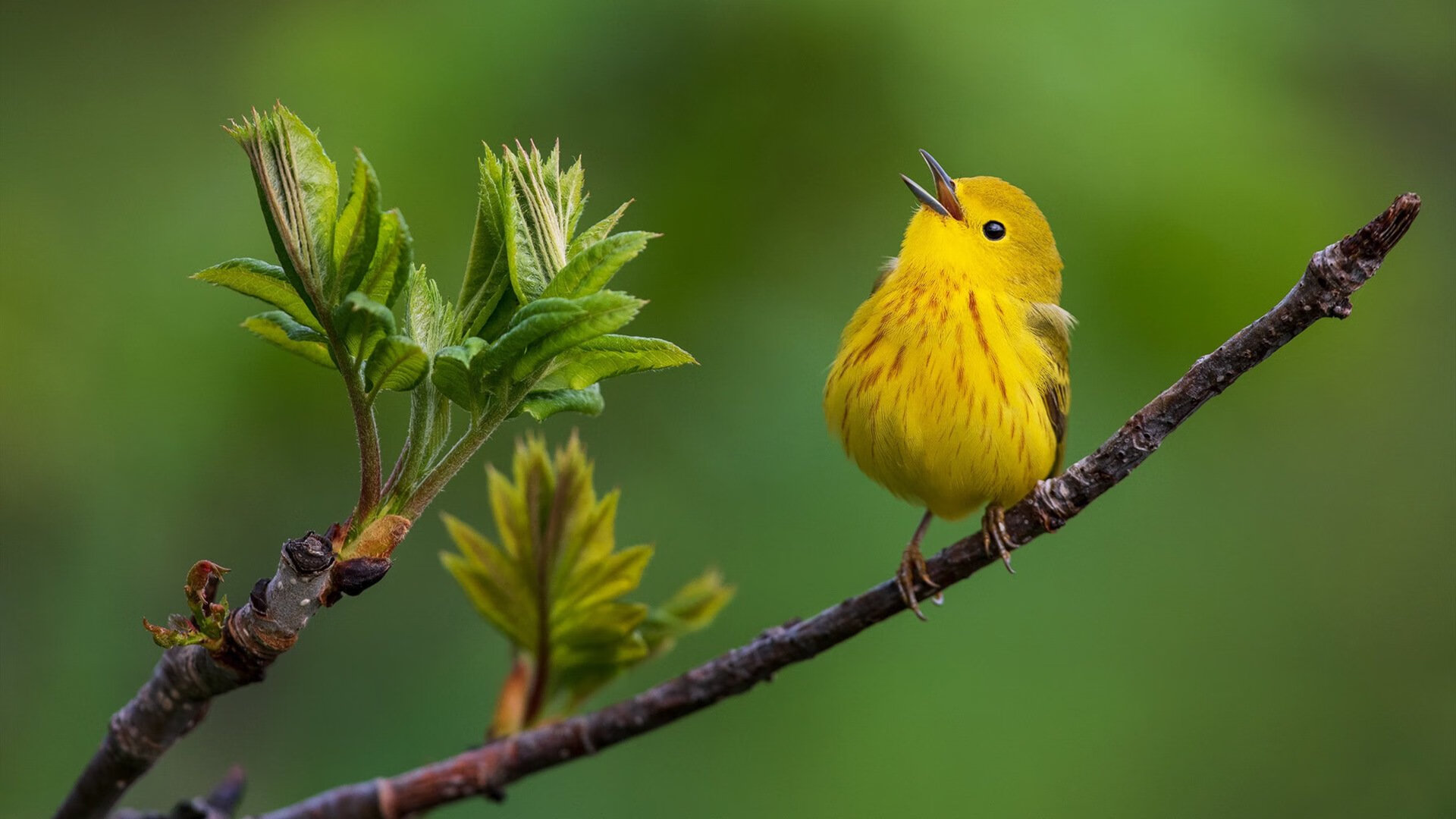 开云APP-跨界主宰，当摩纳哥硬仗取胜，三笘薰在NBA季后赛接管比赛