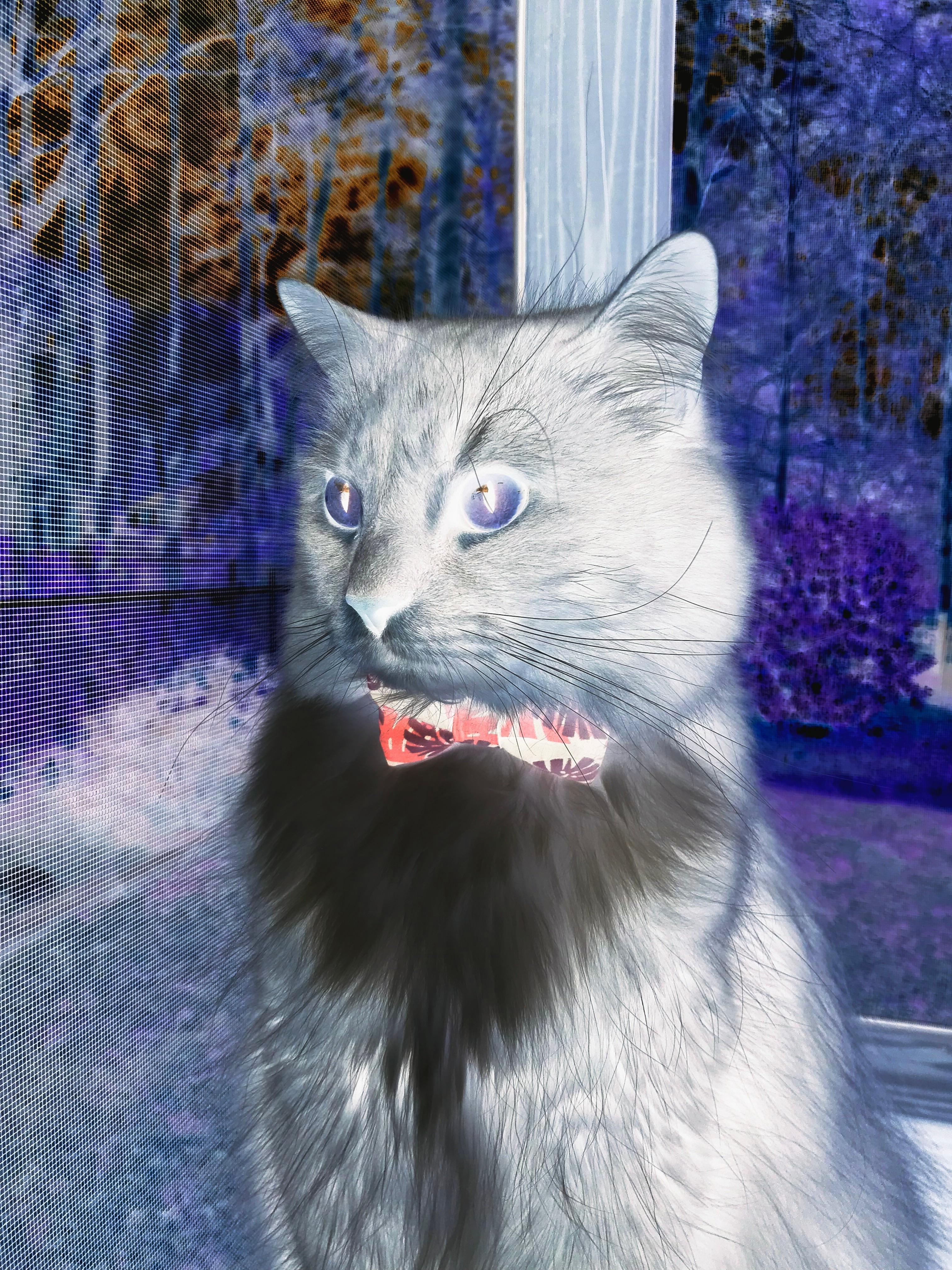 冰封北境,快船锁链绞杀猛龙,福克斯亮出冠军勋章