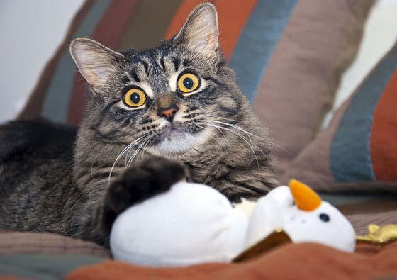 罗德里关键进球定乾坤,哥伦比亚3-0冲垮希腊晋级在望