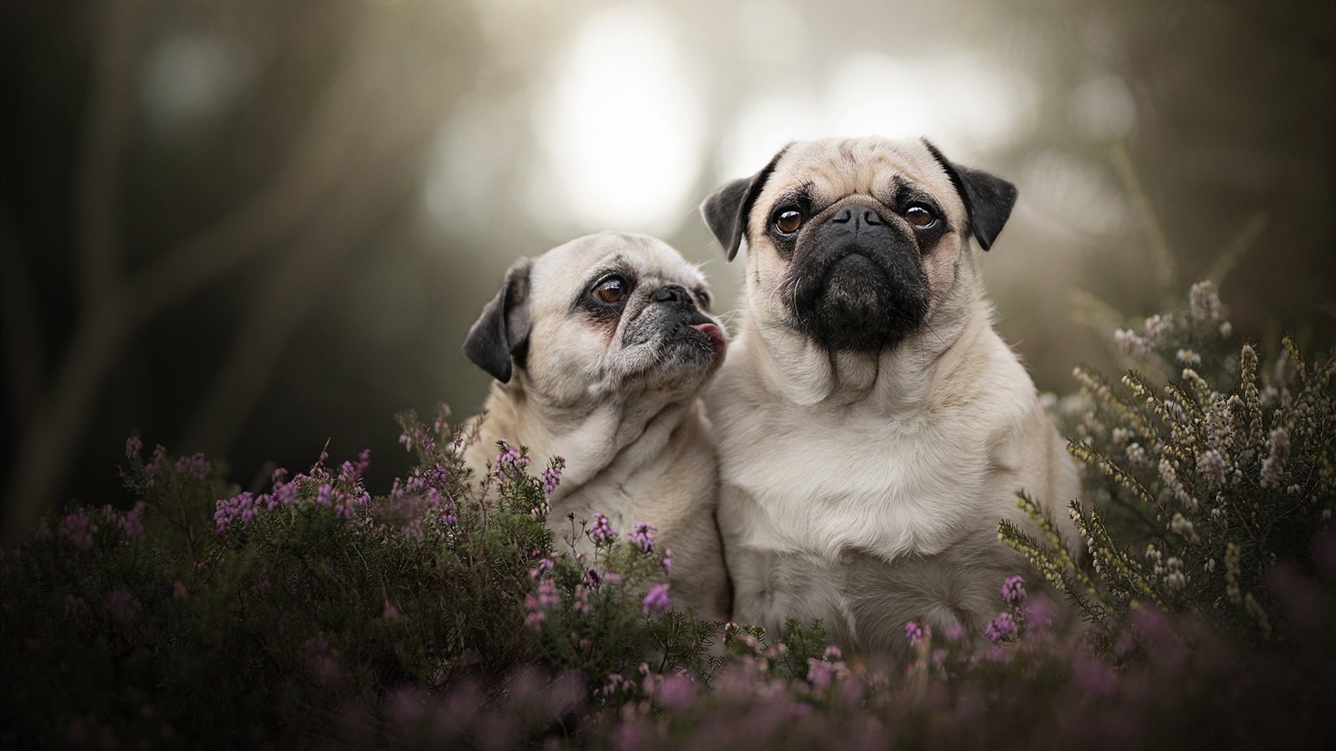 开云下载-破壁之战，奥亚尔萨瓦尔关键一击与佛罗伦萨打穿哥伦比亚防线的战术密码