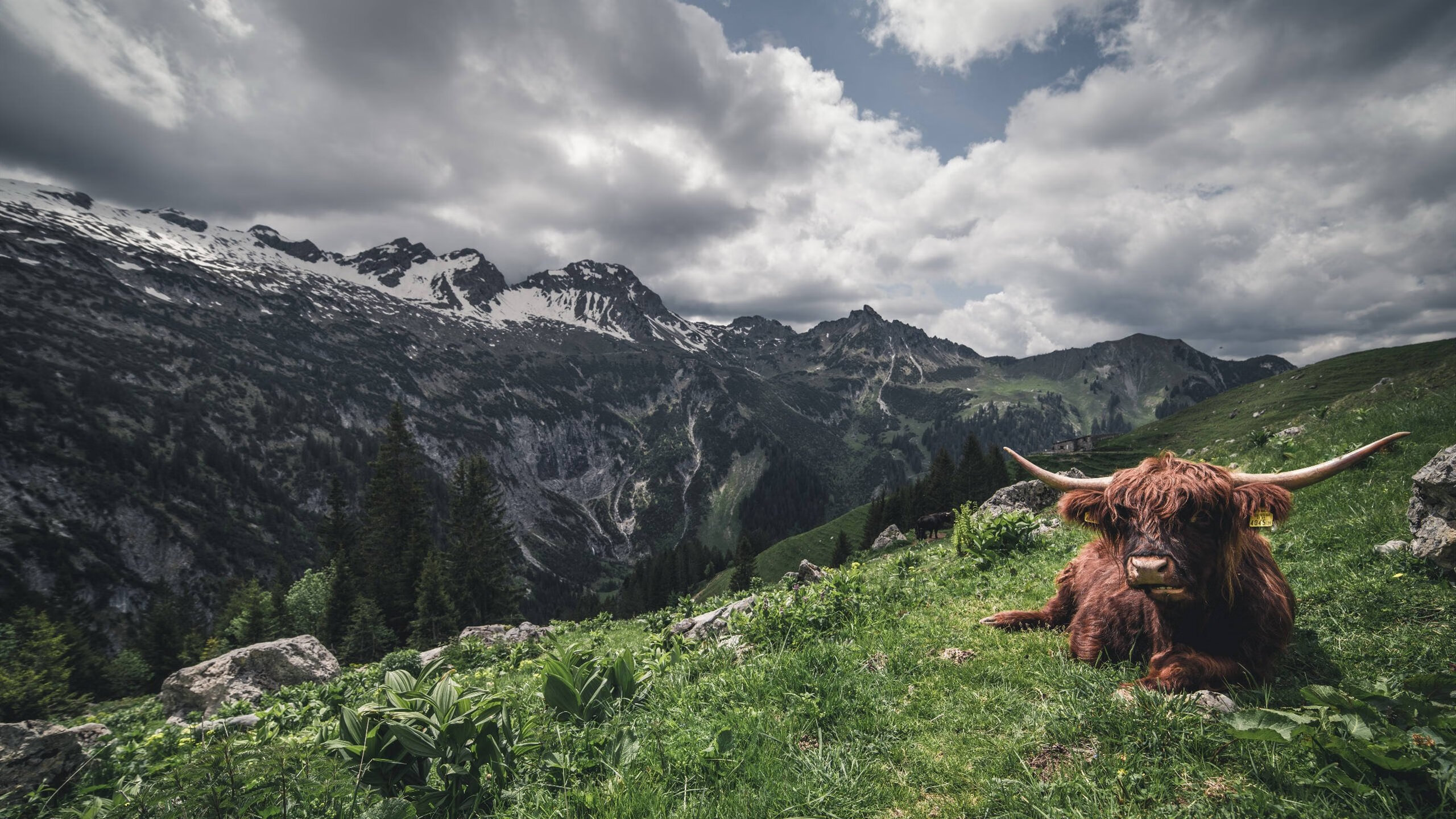 奥运指挥家凯塞多,在撕裂多特防线的夜晚,他改写了埃及足球的终章