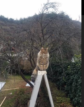 铸就防线丰碑，阿劳霍于年度焦点之战中一夫当关