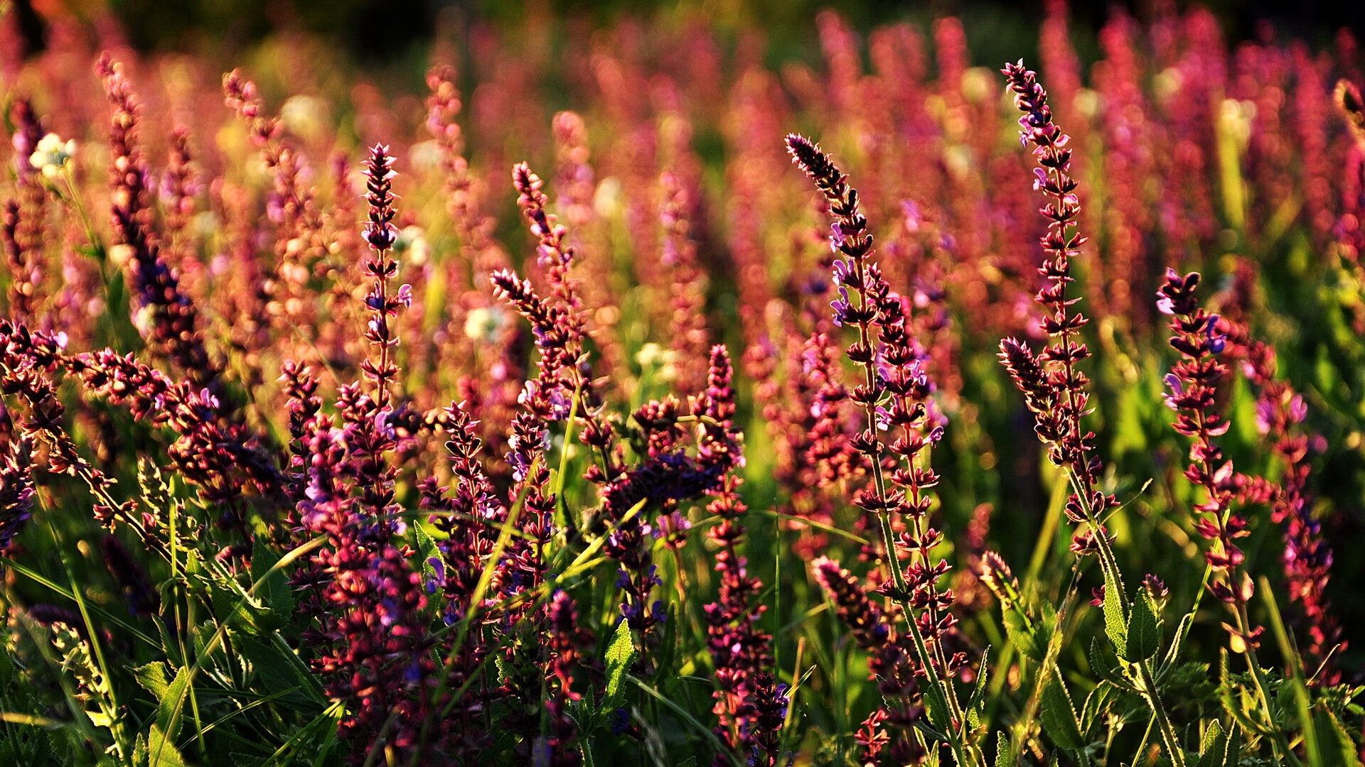 教科书般的冷静，棋盘上的心跳，乔治如何以冰封的头脑点燃F1年度争冠之夜？
