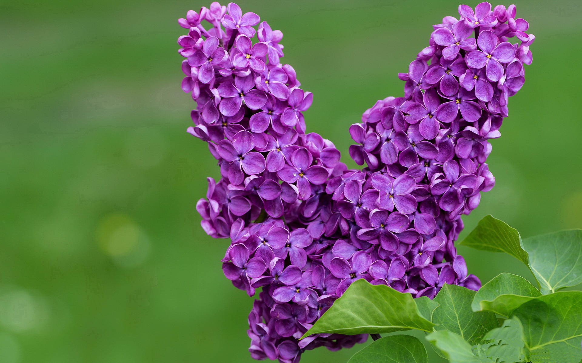 利刃出鞘!莱万双响定乾坤,欧冠之夜拉开差距