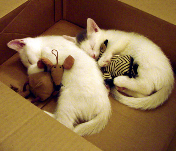 绝境之光，埃及铁闸末节锁胜局，迪马利亚攻防一体加冕夜